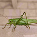 Arcambal - Grasshopper