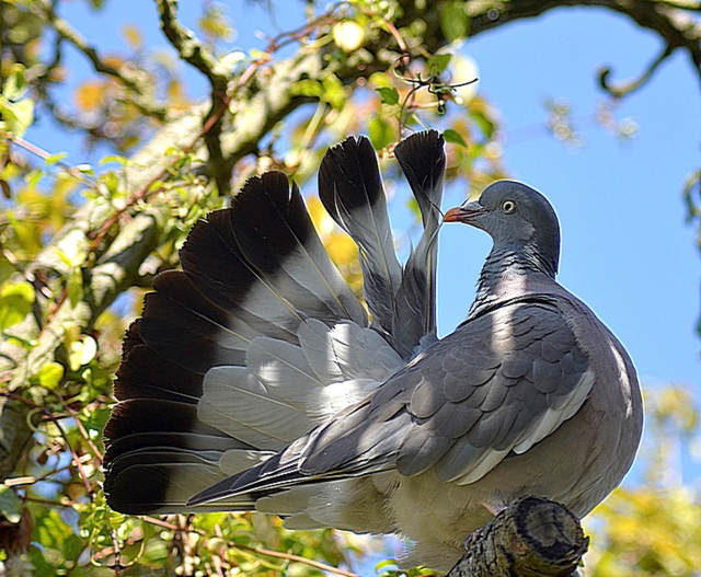 Having a Preen !!