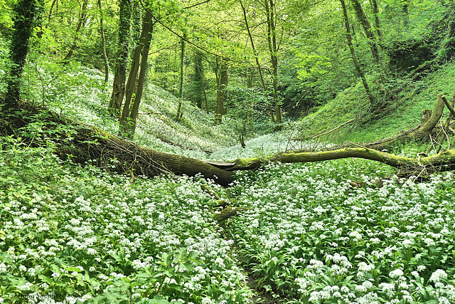 Wild Garlic gone wild in Seavegate Gill (1 x PiP)