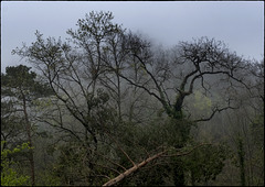 Monótona cau la boira