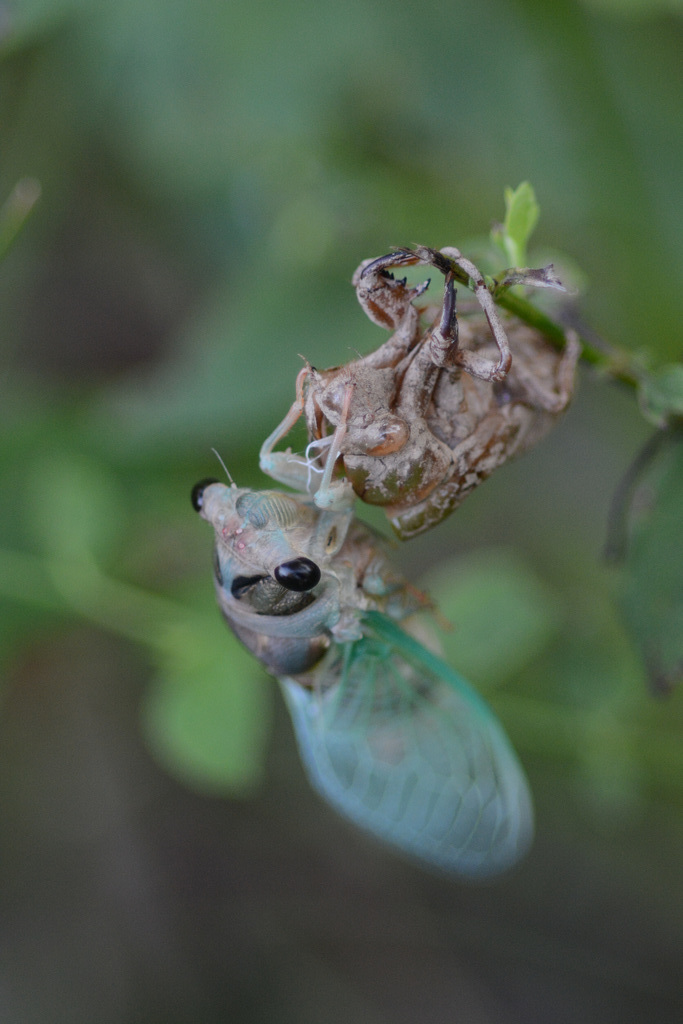 Cicada emerging