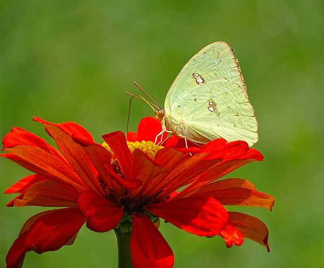 Cloudless Sulphur (Phoebis sennae) on a Zinnia