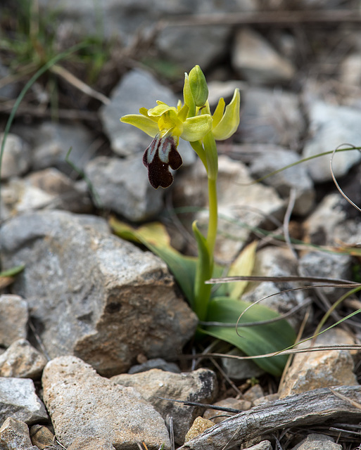 Ophrys fusca, Braune Ragwurz - 2016-03-13--D4_DSC5204