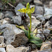 Ophrys fusca, Braune Ragwurz - 2016-03-13--D4_DSC5204