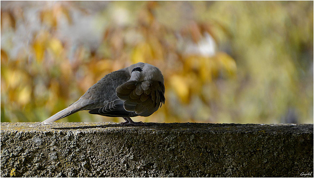 La toilette ...