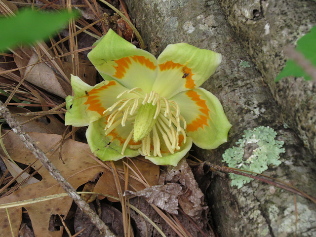 Tulip-tree flower
