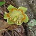 Tulip-tree flower