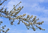 Hawthorn Blossom