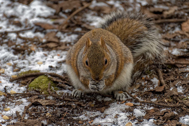 Eastham squirrel