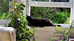 Soon I should be able to see Pippin like this lying on the window sill in the sun