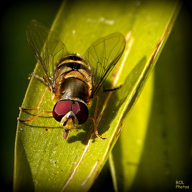 Les insectes eux.. aussi, sachez les admirer