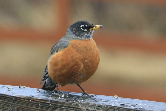 American Robin