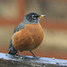 American Robin