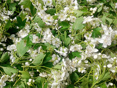 Hawthorn is ready for drying