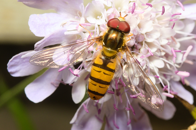 EF7A4303 Hoverfly