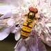 EF7A4303 Hoverfly