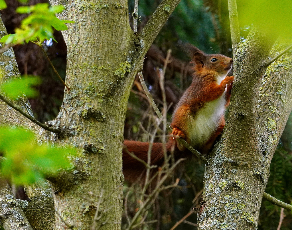 Eichhörnchen