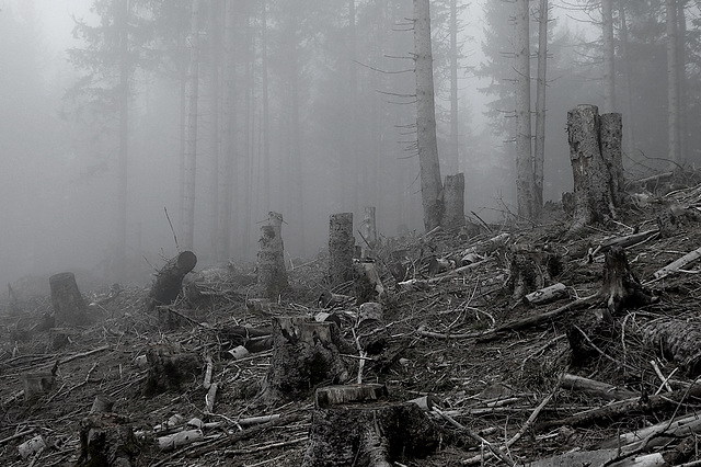 Wald ohne Bäume