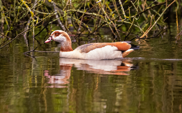 Egyptian goose