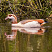 Egyptian goose