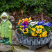 109-365, Das Zentralkomitee der Gartenenten hat beschlossen, den Schirm zu schließen!