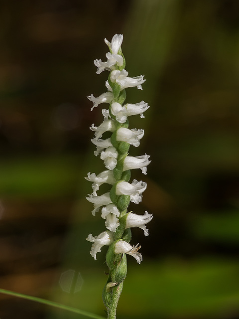 Spiranthes cernua 06