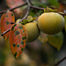 Persimmon and leaves