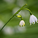 Spring Snowflakes