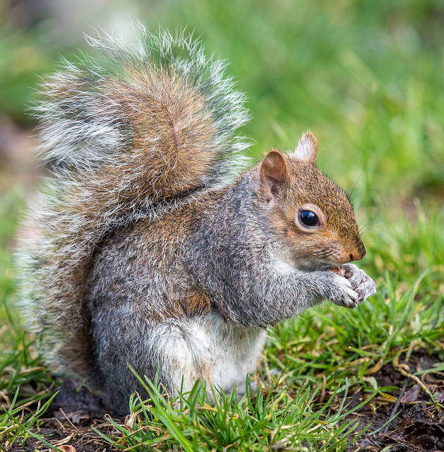 Eastham woods squirrel4