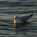 West Kirby seagull 3