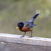 American Robin