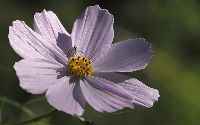 Thomise sur cosmos