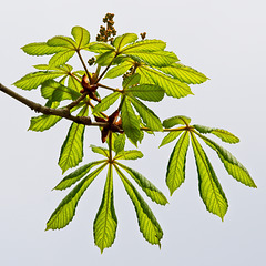 Horse Chestnut New Growth