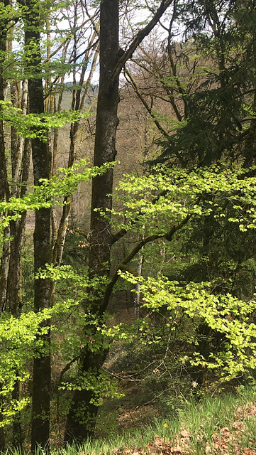 Le printemps en forêt