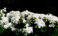 Hawthorn in bloom