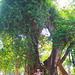 Ma soeur à l'Ile de La Réunion sous un arbre géant***********