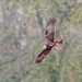 Marsh harrier