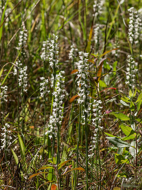 Spiranthes cernua (Nodding Ladies'-tresses orchid)