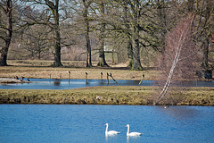 20150308 7257VRTw [D~PB] Höckerschwan (Cygnus olar), Kormoran,  Steinhorster Becken, Delbrück