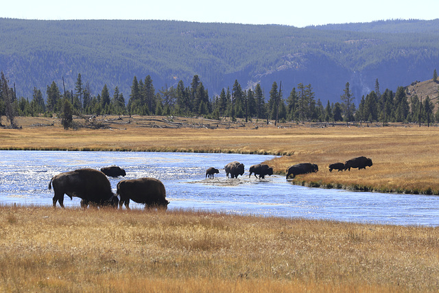 Bison Herd