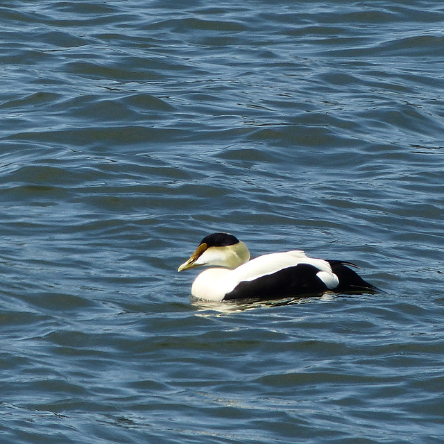 Day 6, Common Eider, by Centre D'Interpretation Archeo, Grandes-Bergeronnes