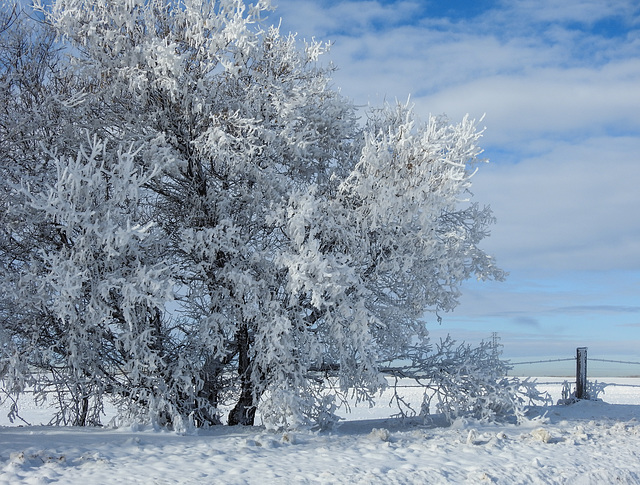 Glorious, hoar frosty day