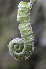 Spring Curl