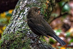 Female blackbird