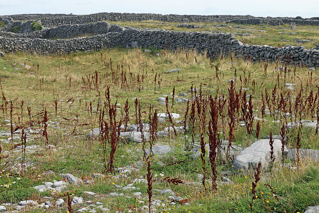 Weeds arise