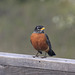 American Robin