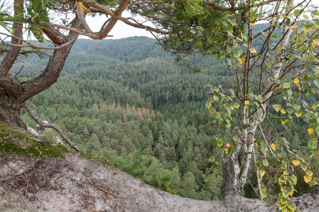 Koppelsgrund Blick