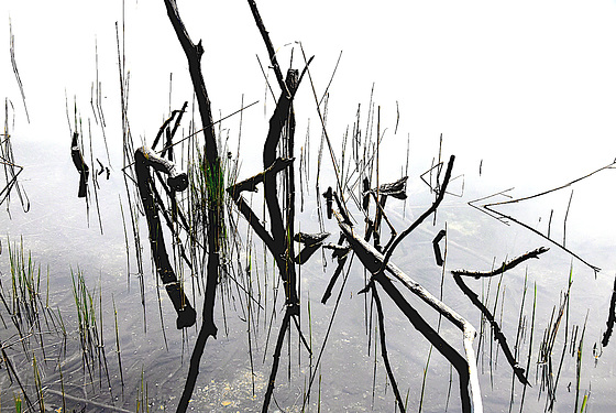 Ikebana im Griessee