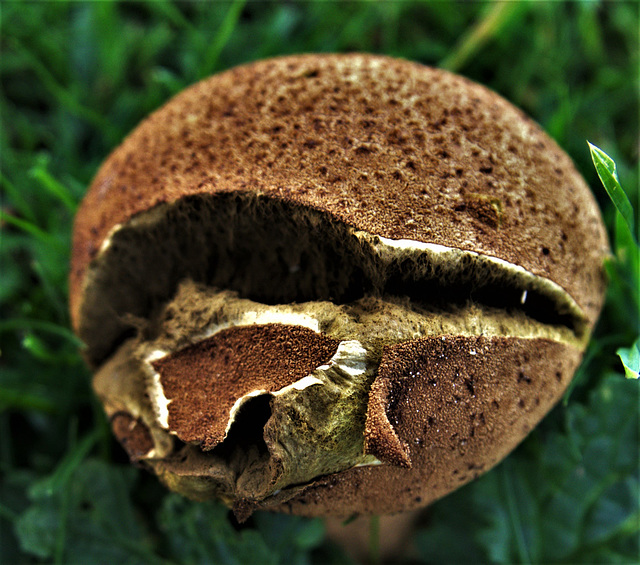 Exploding Puffball