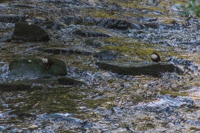 Dipper pair